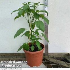 Featured Products -Plants Sales Store 5L pepper1