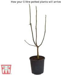 Magnolia Stellata 'Royal Star' 5 Magnolia Stellata 'Royal Star' -Plants Sales Store 5litre potted plant 1