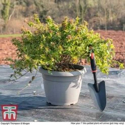 Abelia X Grandiflora 'Kaleidoscope' 13 Abelia X Grandiflora 'Kaleidoscope' -Plants Sales Store ABEL T45379 L