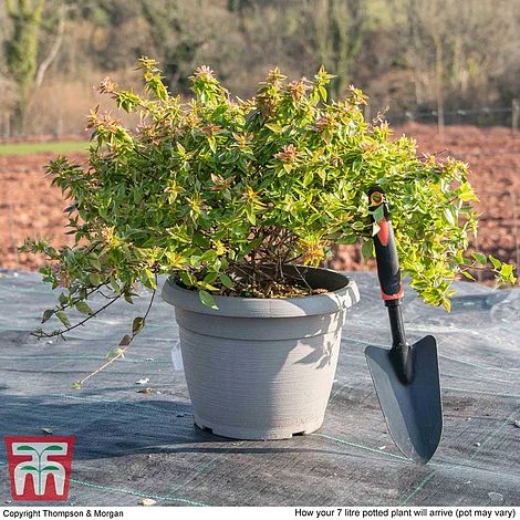 Abelia X Grandiflora 'Kaleidoscope' 7 Abelia X Grandiflora 'Kaleidoscope' - Image 5