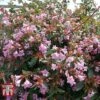 Abelia 'Edward Goucher' 1 Abelia 'Edward Goucher' -Plants Sales Store ABEL T66045 A