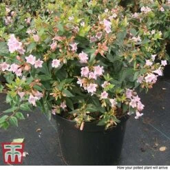 Abelia 'Edward Goucher' -Plants Sales Store ABEL T66045 P