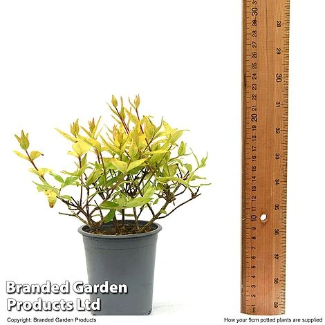 Abelia X Grandiflora 'Kaleidoscope' 9 Abelia X Grandiflora 'Kaleidoscope' - Image 7