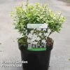 Abelia Zanderi 'Little Richard' 2 Abelia Zanderi 'Little Richard' -Plants Sales Store ABEL LITTLERIC S45156
