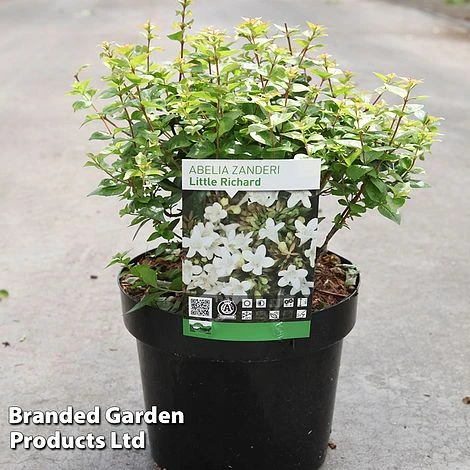 Abelia Zanderi 'Little Richard' 3 Abelia Zanderi 'Little Richard'