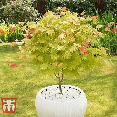 Acer Shirasawanum 'Moonrise' 3 Acer Shirasawanum 'Moonrise'