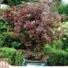 Acer Palmatum 'Atropurpureum' 1 Acer Palmatum 'Atropurpureum' -Plants Sales Store ACER T56404 A