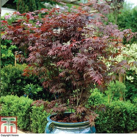 Acer Palmatum 'Atropurpureum' 3 Acer Palmatum 'Atropurpureum'