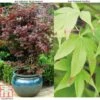 Acer Palmatum Duo -Plants Sales Store ACER T63695 A h