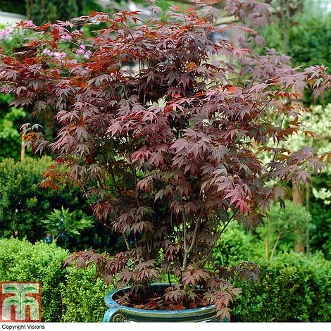 Acer Palmatum Duo 4 Acer Palmatum Duo - Image 2