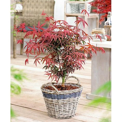 Acer Palmatum 'Starfish' 4 Acer Palmatum 'Starfish' - Image 2