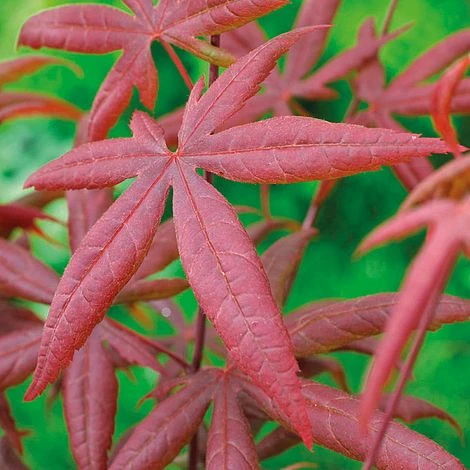 Acer Palmatum 'Starfish' 3 Acer Palmatum 'Starfish'