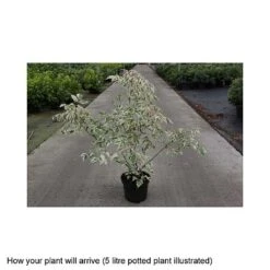 Acer Negundo 'Flamingo' 7 Acer Negundo 'Flamingo' -Plants Sales Store ACER T68234 B h