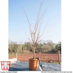 Acer Palmatum 'Sango-kaku' -Plants Sales Store ACER T68240 L