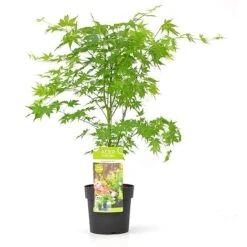 Acer Palmatum 'Going Green®' 11 Acer Palmatum 'Going Green®' -Plants Sales Store ACER T72069 B