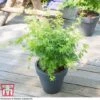 Acer Palmatum 'Going Green&reg;' -Plants Sales Store ACER T72069 E1