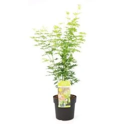 Acer Palmatum 'Going Green®' 12 Acer Palmatum 'Going Green®' -Plants Sales Store ACER T72069 NOW1