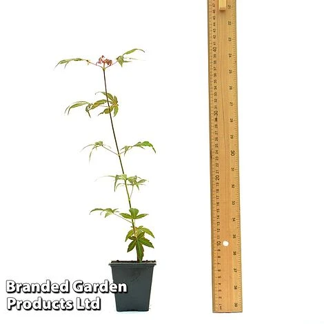 Acer Palmatum 'Atropurpureum' 7 Acer Palmatum 'Atropurpureum' - Image 5