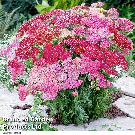 Achillea Millefolium 'Summer Pastels' 3 Achillea Millefolium 'Summer Pastels'