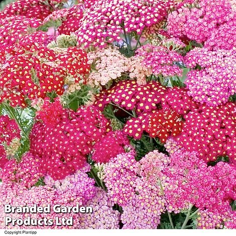Achillea Millefolium 'Summer Pastels' 4 Achillea Millefolium 'Summer Pastels' - Image 2