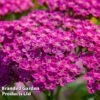 Achillea Millefolium 'Lilac Beauty' 1 Achillea Millefolium 'Lilac Beauty' -Plants Sales Store ACHI LILACBEAU W44913