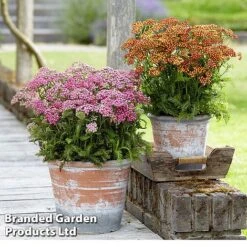 Achillea Millefolium 'Colorado' Mixed