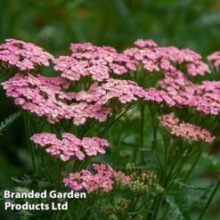 Achillea Millefolium 'Pink Grapefruit' (Tutti Frutti Series)