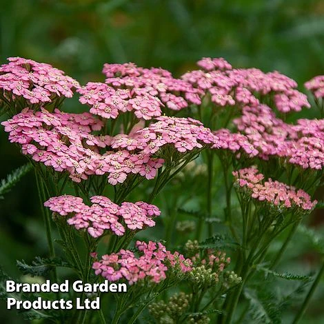 Achillea Millefolium 'Pink Grapefruit' (Tutti Frutti Series) 3 Achillea Millefolium 'Pink Grapefruit' (Tutti Frutti Series)