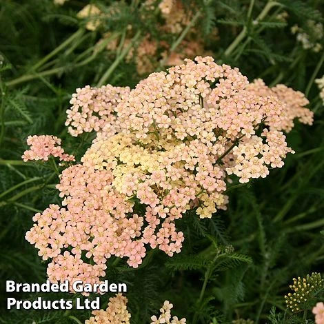 Achillea Millefolium 'Salmon Beauty' 4 Achillea Millefolium 'Salmon Beauty' - Image 2