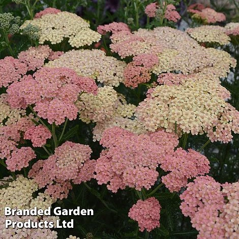 Achillea Millefolium 'Salmon Beauty' 3 Achillea Millefolium 'Salmon Beauty'