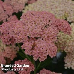 Achillea Millefolium 'Salmon Beauty' 7 Achillea Millefolium 'Salmon Beauty' -Plants Sales Store ACHI SALMONBEA S17263