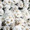 Achillea Ptarmica 'The Pearl' 1 Achillea Ptarmica 'The Pearl' -Plants Sales Store ACHI THEPEARL L44916