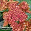 Achillea Millefolium 'Walther Funcke' -Plants Sales Store ACHI WALTHERFU L44915