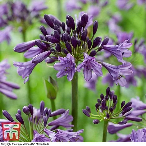 Agapanthus 'Poppin' Purple' 3 Agapanthus 'Poppin' Purple'