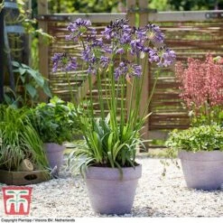 Agapanthus 'Poppin' Purple' 9 Agapanthus 'Poppin' Purple' -Plants Sales Store AGAP KB2781 C