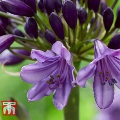 Agapanthus 'Poppin' Purple' 11 Agapanthus 'Poppin' Purple' -Plants Sales Store AGAP KB2781 E