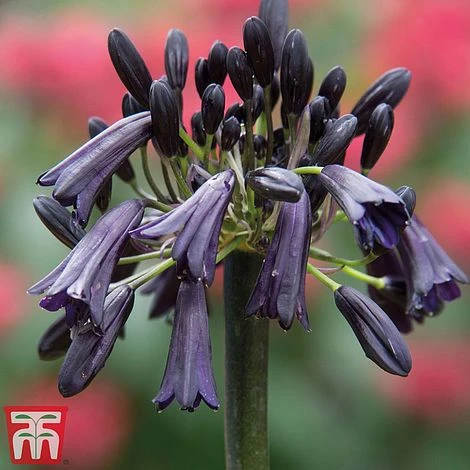 Agapanthus 'Black Magic' 3 Agapanthus 'Black Magic'