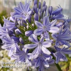 Agapanthus 'Full Moon' 10 Agapanthus 'Full Moon' -Plants Sales Store AGAP FULLMOON S19456