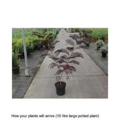 Albizia Julibrissin 'Summer Chocolate' 9 Albizia Julibrissin 'Summer Chocolate' -Plants Sales Store ALBI T67854 B h