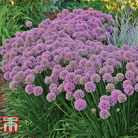 Allium 'Millenium' 4 Allium 'Millenium' - Image 2