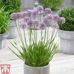 Allium 'Millenium' 9 Allium 'Millenium' -Plants Sales Store ALLI TKA0092 B