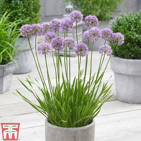 Allium 'Millenium' 5 Allium 'Millenium' - Image 3