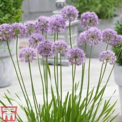 Allium 'Millenium' 11 Allium 'Millenium' -Plants Sales Store ALLI TKA0092 C
