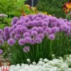 Allium 'Millenium' -Plants Sales Store ALLI TKA0092 D