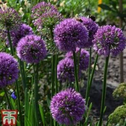 Allium 'Millenium' 10 Allium 'Millenium' -Plants Sales Store ALLI TKA0092 E