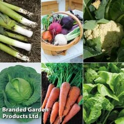 Featured Products -Plants Sales Store ALLO KC9289 B