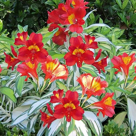 Alstroemeria 'Rock 'n' Roll' 4 Alstroemeria 'Rock 'n' Roll' - Image 2