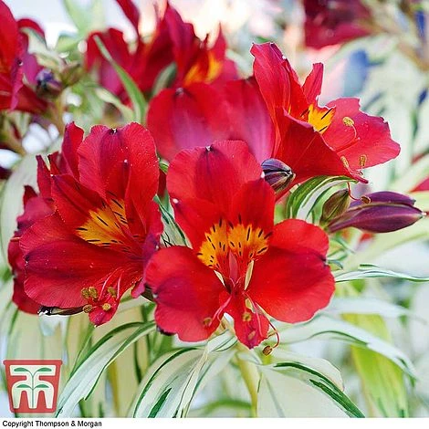 Alstroemeria 'Rock 'n' Roll' 3 Alstroemeria 'Rock 'n' Roll'