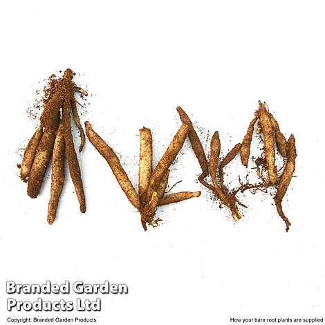 Alstroemeria 'Garden Hybrids' 6 Alstroemeria 'Garden Hybrids' - Image 4