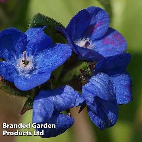 Anchusa Azurea 'Loddon Royalist' 3 Anchusa Azurea 'Loddon Royalist'